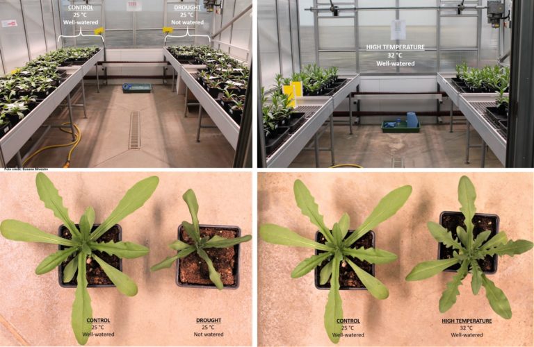 RRes_may2021_T2.1 composed CAMELINA CORE COLLECTION TO THE TEST