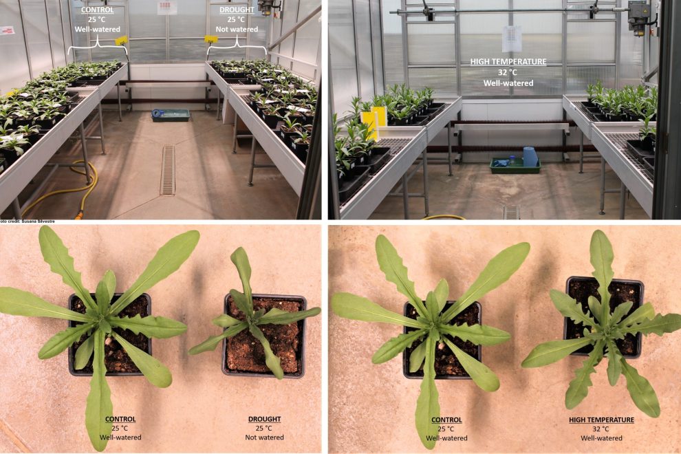 CAMELINA CORE COLLECTION TO THE TEST