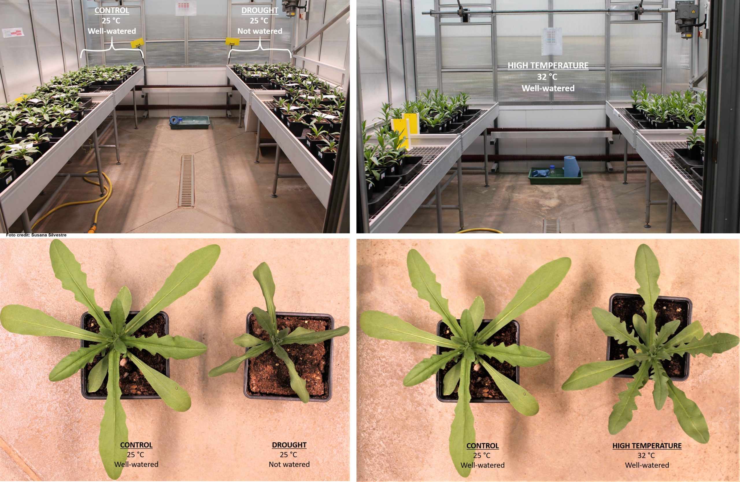 RRes_may2021_T2.1 composed CAMELINA CORE COLLECTION TO THE TEST