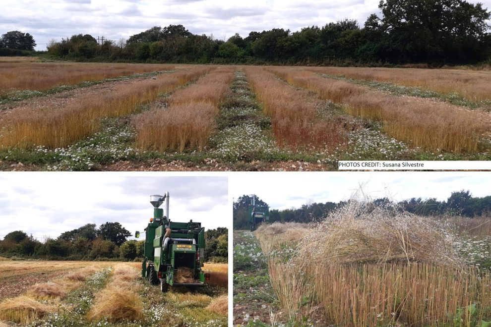 camelina in UK