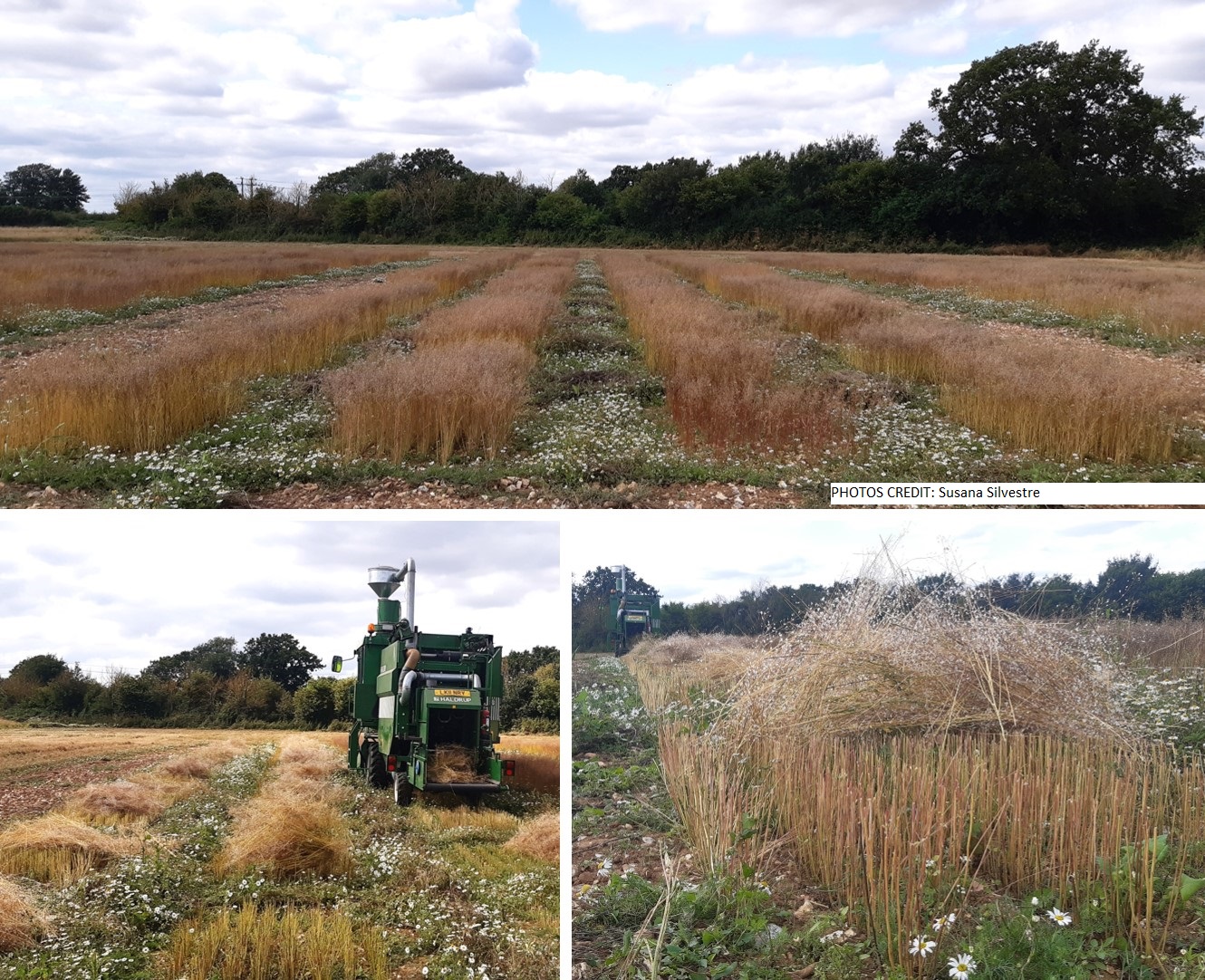 camelina in UK